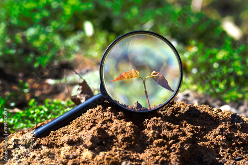 Magnifying Glass Revealing Seedling Growing From Soil - Growth, Research, Nurture and Environmental Discovery