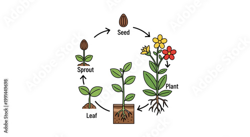 Plant Growth Stages Life Cycle.