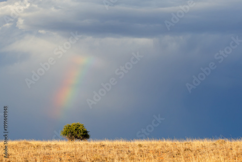 Scenic rainbow landscape with golden grasses and a tree against a stormy sky, South Africa