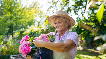 Smiling senior woman holding pot of pink flowers in garden.