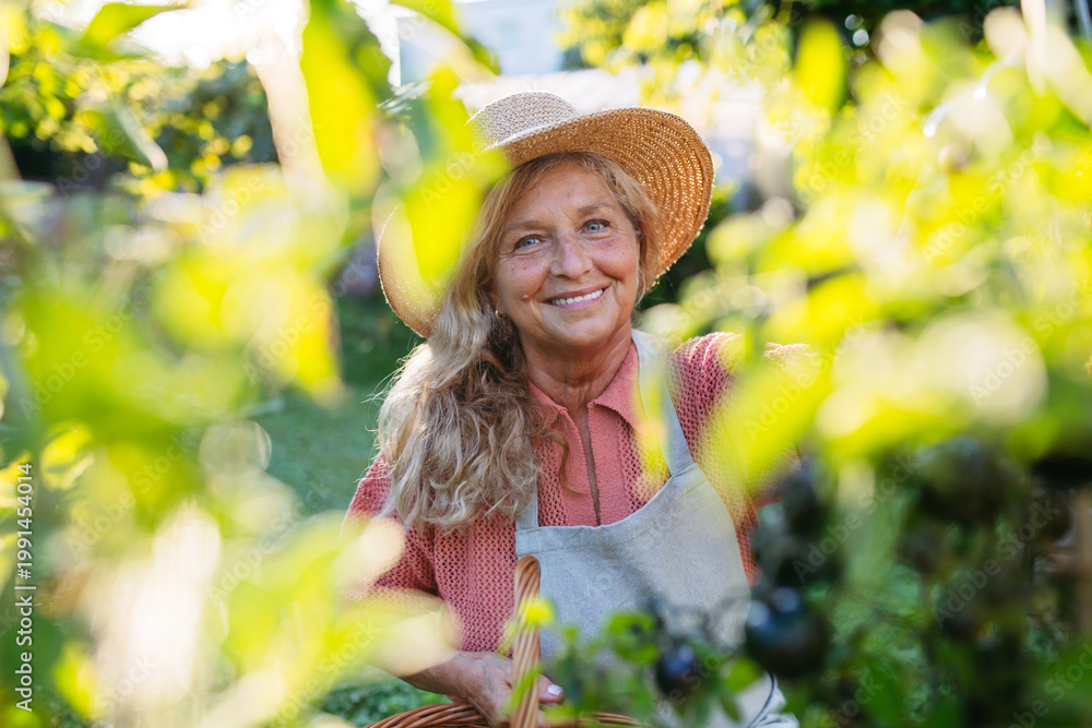 Fototapeta premium Smiling elderly gardener harvesting black tomato in garden.