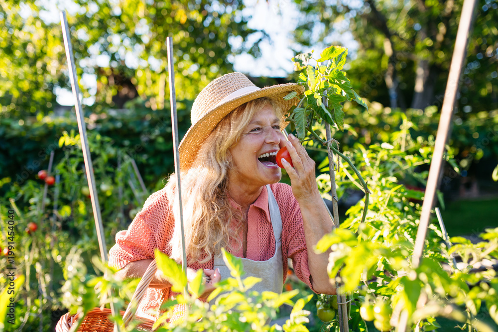 Naklejka premium Smiling elderly gardener harvesting fresh tomato in garden.