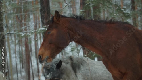 Cinematic shot of a lone brown horse in the Siberian taiga. Soft natural light, snowy forest background, and peaceful winter mountain atmosphere.