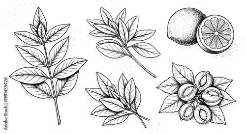 Herbs and citrus fruits illustration with detailed leaves and slices featuring botanical, drawing, sketch with natural and organic elements for