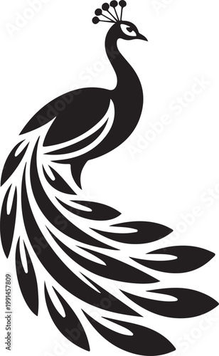 Peacock bird silhouette with detailed plumage on white background, animal nature wildlife
