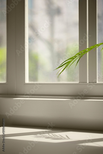 Wallpaper Mural Natural Sunlight and Leaf Shadows on Window and Wooden Floor Background. Torontodigital.ca
