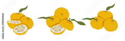 Minimal yuzu citrus branch composition with fruits and slices in clean hand drawn japanese style vector illustration isolated on light background for logo branding juice lemonade and detox themes