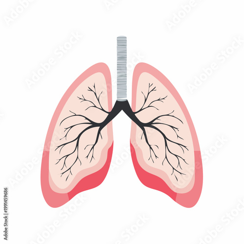 Illustration of human lungs and trachea
