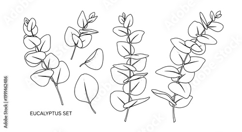 Eucalyptus plant set with minimal line art leaves and twigs on clean background for botanical design and branding