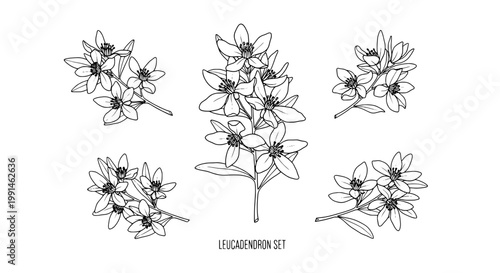 Leucadendron set with delicate line art and floral details featuring flowers, botanical, plant with drawing and illustration elements for black and