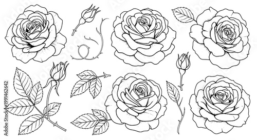 Roses hand-drawn set with intricate black line art detailing featuring floral, botanical, illustration with drawing and petals elements for leaves,