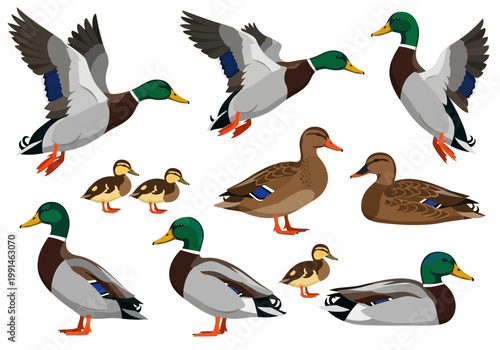 Mallard Duck Vector Illustration Set: Drakes, Hens, and Ducklings in Flying, Standing, and Sitting Poses Isolated on White Background
