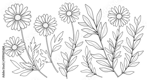 Flowers hand-drawn set with delicate petals and leaves featuring nature, floral, illustration with line art and sketch elements for botanical, plants