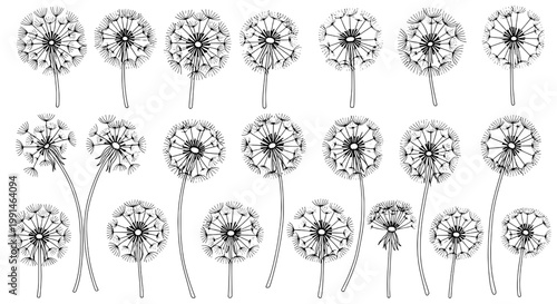 Dandelions hand-drawn set with intricate details and delicate lines featuring nature, plants, flowers with botanical and illustration elements for