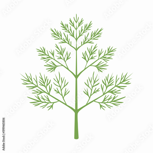 Green dill sprig illustration