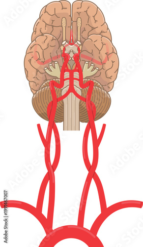 脳底の動脈 Arteries at the base of the brain