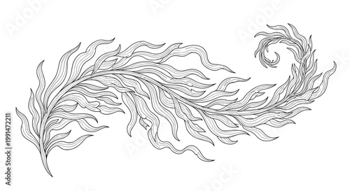 Highly detailed black and white line drawing of long wavy organic structures resembling seaweed or bird feathers on white.