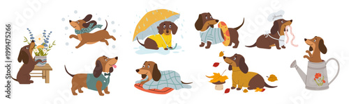 Large vector set of funny dachshund characters in various life situations and seasons. Collection includes a dog in a yellow raincoat under an umbrella a puppy in a cozy sweater with autumn leaves a c