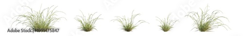 Foto microlaena stipoides (weeping grass, meadow ricegrass) isolated PNG on a transpa