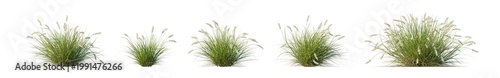 pennisetum alopecuroides 'pennstripe' (pennstripe fountain grass, variegated fountain grass) isolated PNG on a transparent background premium nature cutout