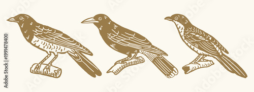 Vintage Illustration Set of Exotic Birds: Shrike, Magpie, and Dark-Eyed Choucari