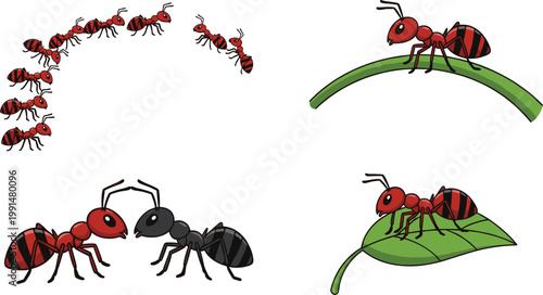 Ant behavior collection illustration with colony teamwork, communication and carrying activities, insect life cycle and social interaction vector set for nature education design