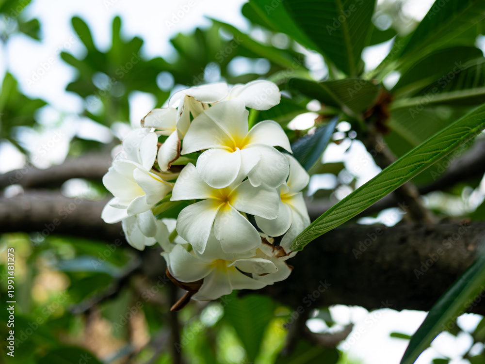 Fototapeta premium White Plumeria Frangipani flowers blooming on tree branch with blurred green leaves background