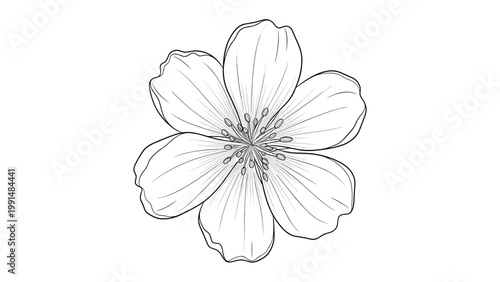 Detailed line drawing of a single cherry blossom flower showcases delicate petals and intricate stamen in a clean botanical illustration style.