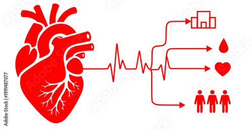 A medical infographic on the theme of blood donation and its impact on heart health. All design elements are bright red on a white background. Vector image for World Blood Donor Day.