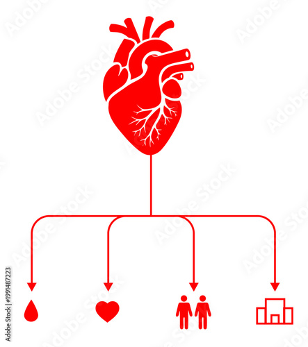 A medical infographic on the theme of blood donation and its impact on heart health. All design elements are bright red on a white background. Vector image for World Blood Donor Day.