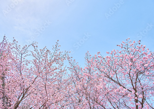 Photos 青空と満開のエゾヤマザクラ Full bloom Ezo Yamazakura cherry blossoms against blue sky