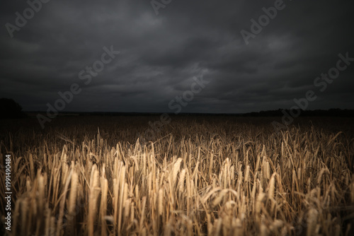 Quadro em tela grain field, agriculture, night, evening view, unharvested autumn harvest