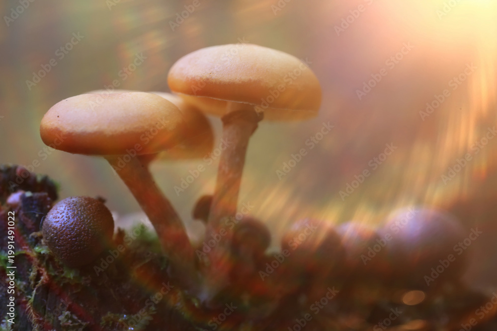 Fototapeta premium Small inedible mushrooms in the forest, macro photo of nature