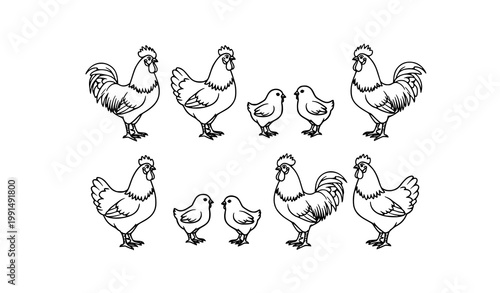 Chicken lineup vector with rooster hens and chicks in rows black and white line art set