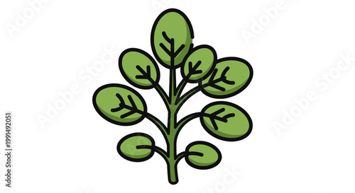 Moringa branch vector illustration with round green leaves and black outline on white background; tropical superfood herb design