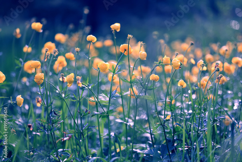 Globeflower wild flowers yellow wildflowers buttercups, spring nature background in the field