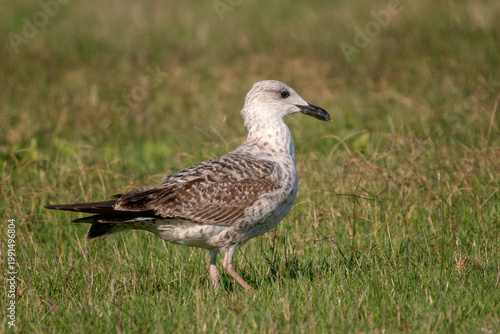 Yellow-legged Gull - Larus michahellis, large common gull from European coasts and seasides, Pag island, Croatia.