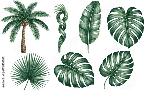 Tropical palm tree and monstera leaves botanical collection vector illustration exotic jungle foliage set isolated green plant elements