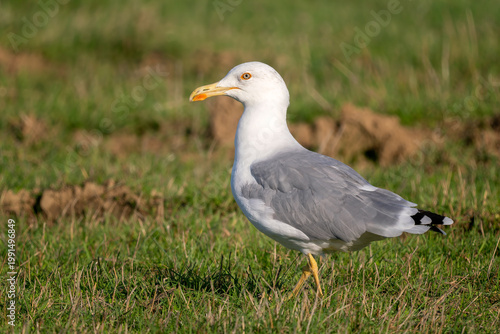 Yellow-legged Gull - Larus michahellis, large common gull from European coasts and seasides, Pag island, Croatia.