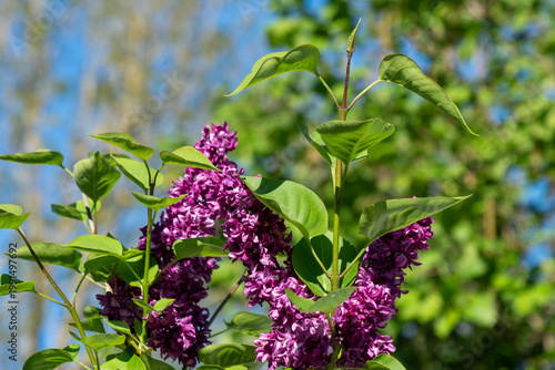 Lilac flower branch with bright purple blooms and green leaves against blue sky