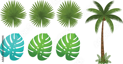Tropical palm leaves and monstera foliage collection with coconut palm tree vector illustration exotic jungle botanical elements set