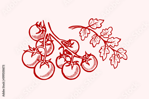 Hand-drawn illustration of vine-ripened tomatoes on the vine with parsley leaves line art food photography raw food tomatoes vegetable illustration ingredients culinary vitamins