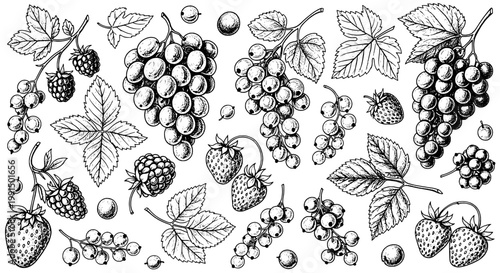 Berries and leaves hand drawn pattern with scattered strawberries, grapes, raspberries, and maple foliage for seamless background