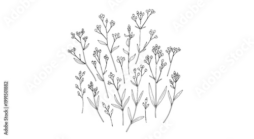 Flowers hand-drawn set with delicate stems and small buds featuring floral, nature, illustration with botanical and sketch elements for line art,