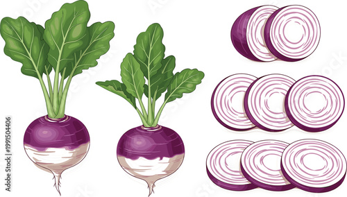 Illustration of fresh turnip vegetables with green leaves and sliced cross sections showcasing natural organic root produce in detailed botanical style