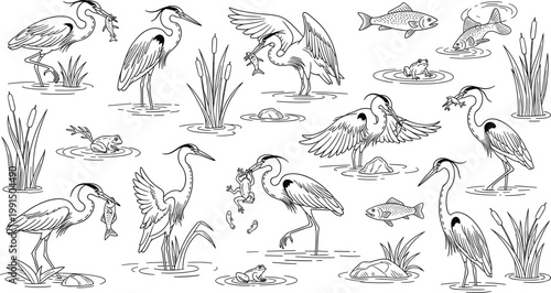 Hand drawn herons fishing in wetland scene with reeds, fish and water illustrated in detailed line art style for wildlife and nature design