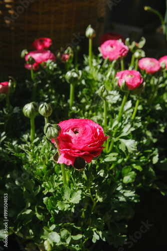 Cuadro en lienzo Pink ranunculus flowers blooming with green foliage