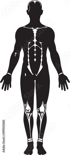detailed human muscular system anatomy full body vector illustration,Generative Ai