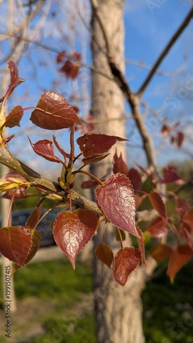 Populus adenopoda Chinese aspen leaves, macro close-up of green foliage in spring forest