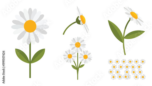 Vector illustrations of chamomile flowers with green stems and leaves.